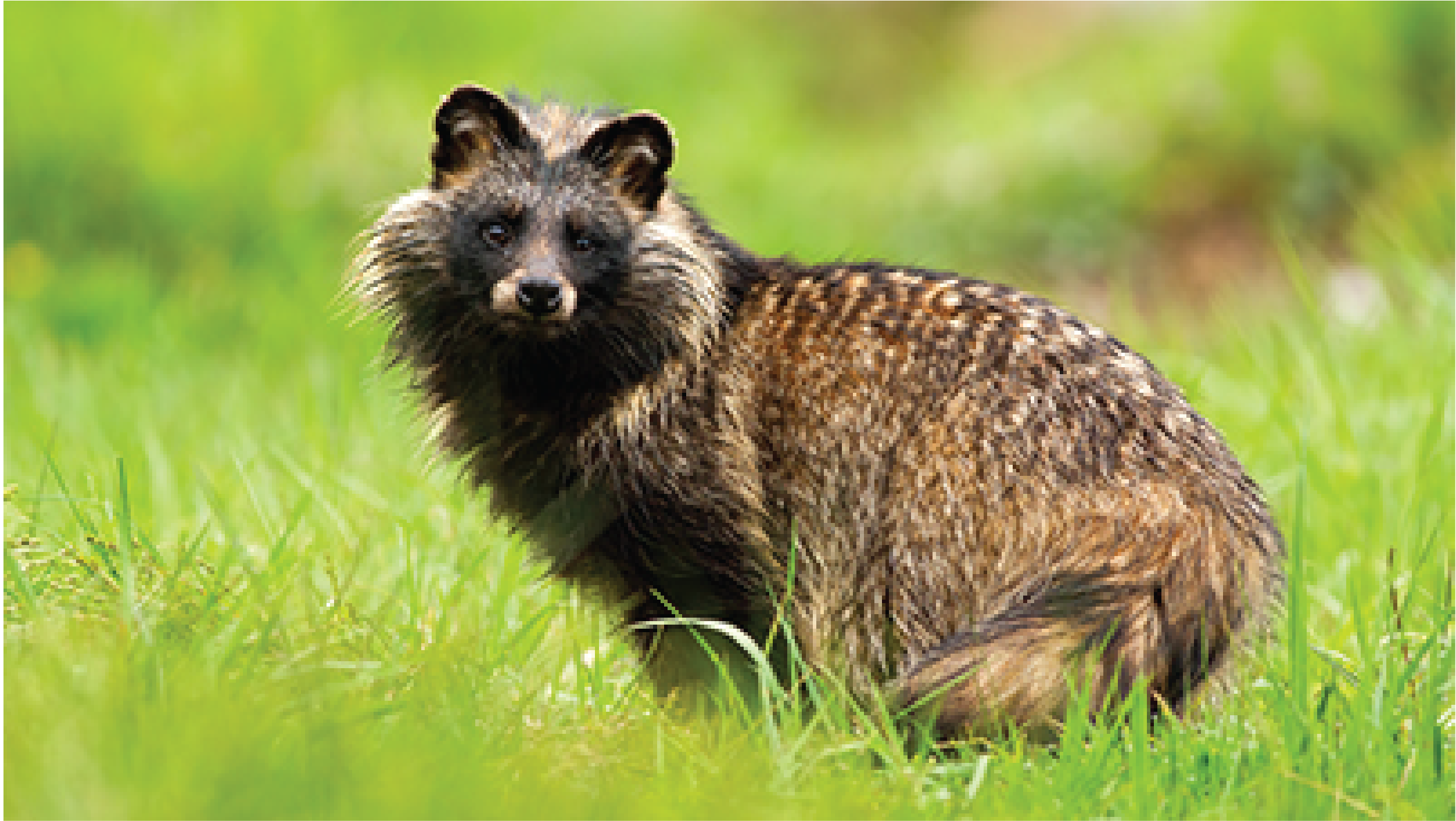 COVID origins: Was it a Racoon Dog?